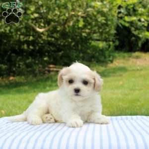 Kylie, Shih-Poo Puppy